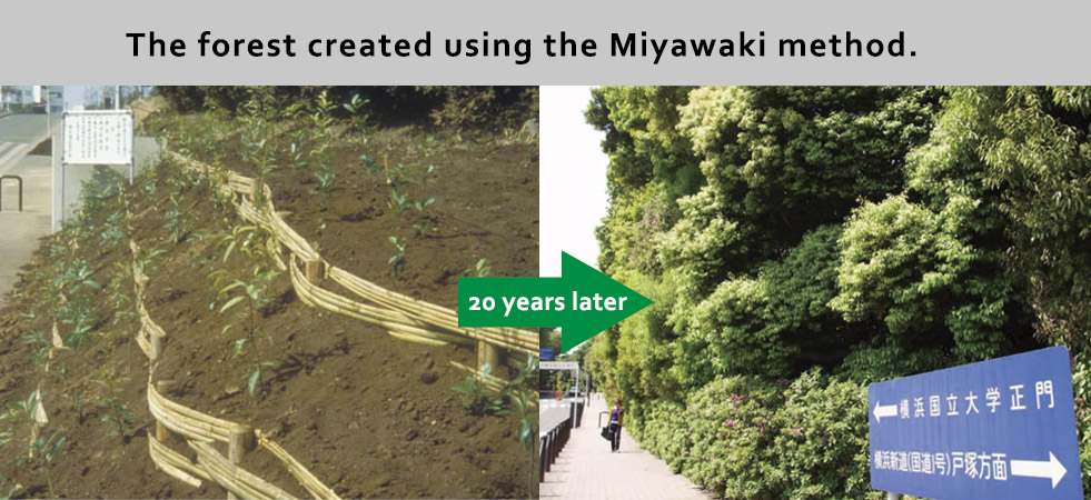 miyawaki_method