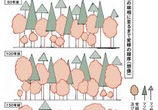 明治神宮の森造成に先立ち、本多静六らが想定した森の未来予想図