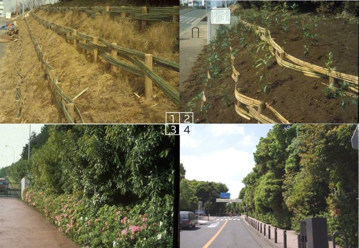 横浜国立大学正門付近の学校環境保全林の形成過程