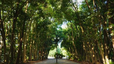 横浜国立大学の森。植樹から48年経過（2024撮影）　／写真：Angelina Lee