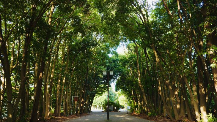 横浜国立大学の森。植樹から48年経過（2024撮影）　／写真：Angelina Lee