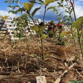 木札に込められた願い 宮城県仙台市若林区荒浜植樹祭