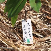 木札に込められた願い 宮城県仙台市若林区荒浜植樹祭