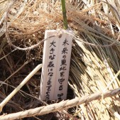 木札に込められた願い 宮城県仙台市若林区荒浜植樹祭