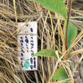 木札に込められた願い 宮城県仙台市若林区荒浜植樹祭