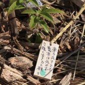 木札に込められた願い 宮城県仙台市若林区荒浜植樹祭