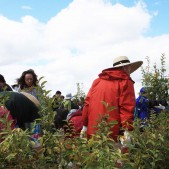 宮城県仙台市若林区荒浜植樹祭