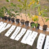 植樹した樹種の一部 宮城県仙台市若林区荒浜植樹祭