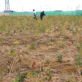 宮城県仙台市若林区荒浜植樹祭