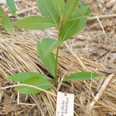 木札に込められた願い 宮城県仙台市若林区荒浜植樹祭