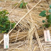 木札に込められた願い 宮城県仙台市若林区荒浜植樹祭