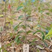 木札に込められた願い 宮城県仙台市若林区荒浜植樹祭