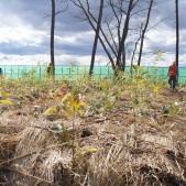 宮城県仙台市若林区荒浜植樹祭