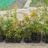 混植 宮城県仙台市若林区荒浜植樹祭