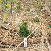 木札に込められた願い 宮城県仙台市若林区荒浜植樹祭