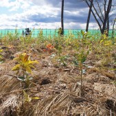 宮城県仙台市若林区荒浜植樹祭