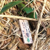 木札に込められた願い 宮城県仙台市若林区荒浜植樹祭