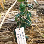 木札に込められた願い 宮城県仙台市若林区荒浜植樹祭