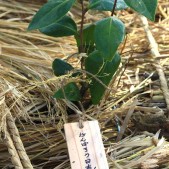 木札に込められた願い 宮城県仙台市若林区荒浜植樹祭