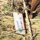 木札に込められた願い 宮城県仙台市若林区荒浜植樹祭