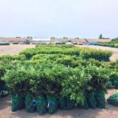 準備中のひとコマ。10万本の苗木!!