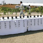 植樹した樹種の展示(植樹地域に自生する樹種) 宮城県岩沼市千年希望の丘植樹祭2014