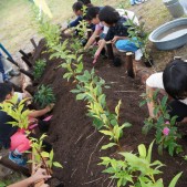 子供たちが一生懸命に苗木を植えてます