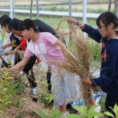 植樹の後はワラを敷いていきます