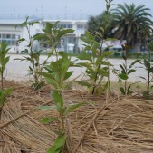 大湊小学校を背景に