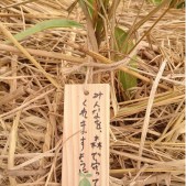 木札に想いをこめて