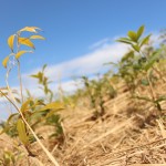 植樹された苗木たち