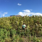 経過日数:2年 撮影日:2016年6月