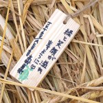 AKBメンバー 高城亜樹さんの願いの木札 南相馬市鎮魂復興市民植樹祭2013