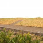 南相馬市鎮魂復興市民植樹祭2013
