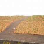 2万本の植樹地 南相馬市鎮魂復興市民植樹祭2013
