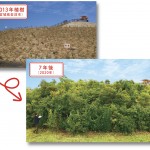 2013年に植樹した相野釜公園の木々は、7年後大きいもので6mになりました。