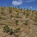 宮城県岩沼市千年希望の丘植樹祭2015