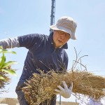 細川護熙理事長(元首相)も最後まで作業 宮城県岩沼市千年希望の丘植樹祭2015