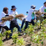 稲わら敷き 宮城県岩沼市千年希望の丘植樹祭2015