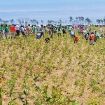5万本の植樹地は広大です 宮城県岩沼市千年希望の丘植樹祭2015