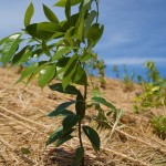 この地域の自生種ヤブツバキ 宮城県岩沼市千年希望の丘植樹祭2015