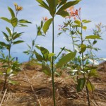 この地域の主木タブノキ 宮城県岩沼市千年希望の丘植樹祭2015