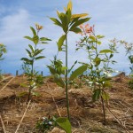 この地域の主木タブノキ 宮城県岩沼市千年希望の丘植樹祭2015