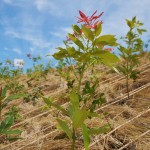 常緑広葉樹タブノキ 宮城県岩沼市千年希望の丘植樹祭2015