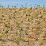 植樹後 宮城県岩沼市千年希望の丘植樹祭2015