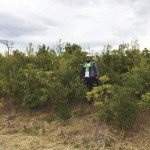 経過日数:2年6ヶ月 撮影日:2016年11月