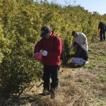 経過日数:3年5ヶ月 撮影日:2016年11月