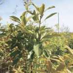 経過日数:2年 撮影日:2015年5月