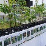 植樹した苗木は19種