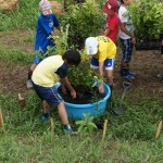 苗木トレイをタライの水に浸す子供たち